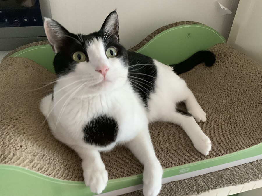 고양이 깝치길래 가슴에 구멍뚫어 버림_5.jpg