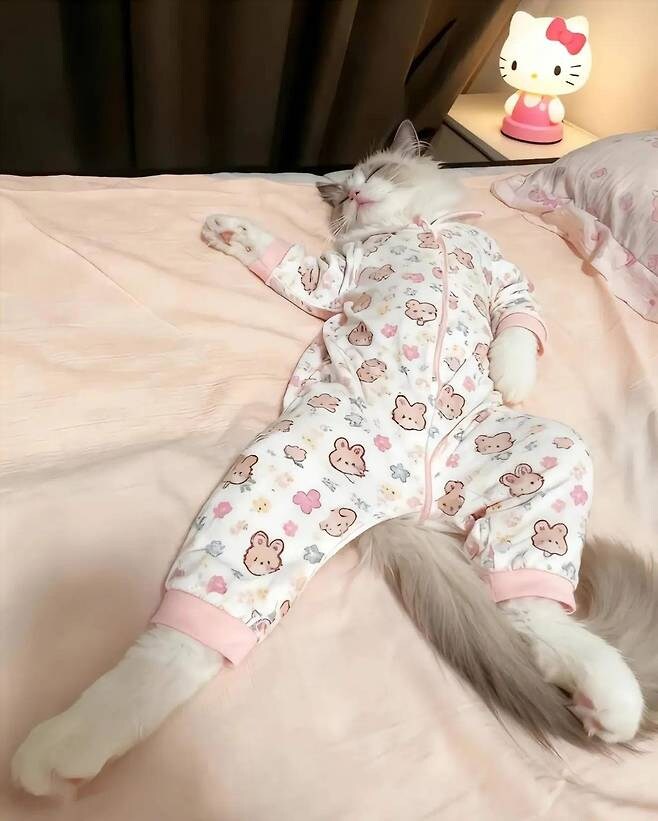 실존하는 동물 의인화_1.jpg