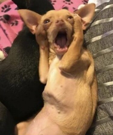 반도의 흔하지 않은 빼빼로데이 이벤트.jpg_2.png