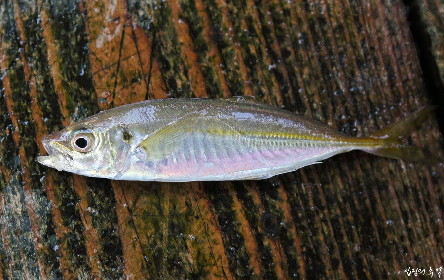 정말정말 맛있는데 이상하게 한국에서는 마이너한 생선_1.jpg