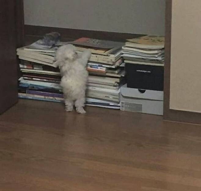 책더미 등반 시도하는 아기 강아지_1.jpg