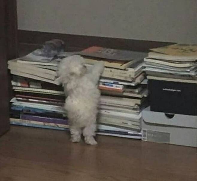 책더미 등반 시도하는 아기 강아지_2.jpg