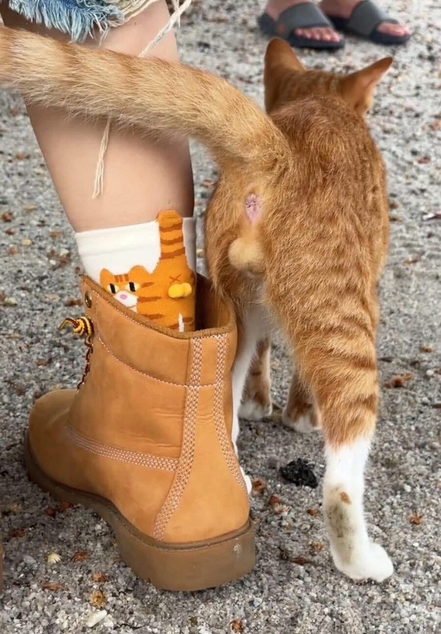 땅콩 양말.jpg_1.jpg