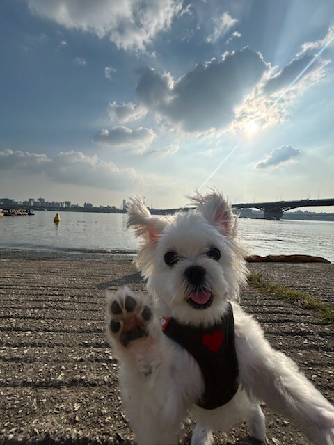 울집 강아지 인생짤_1.jpg