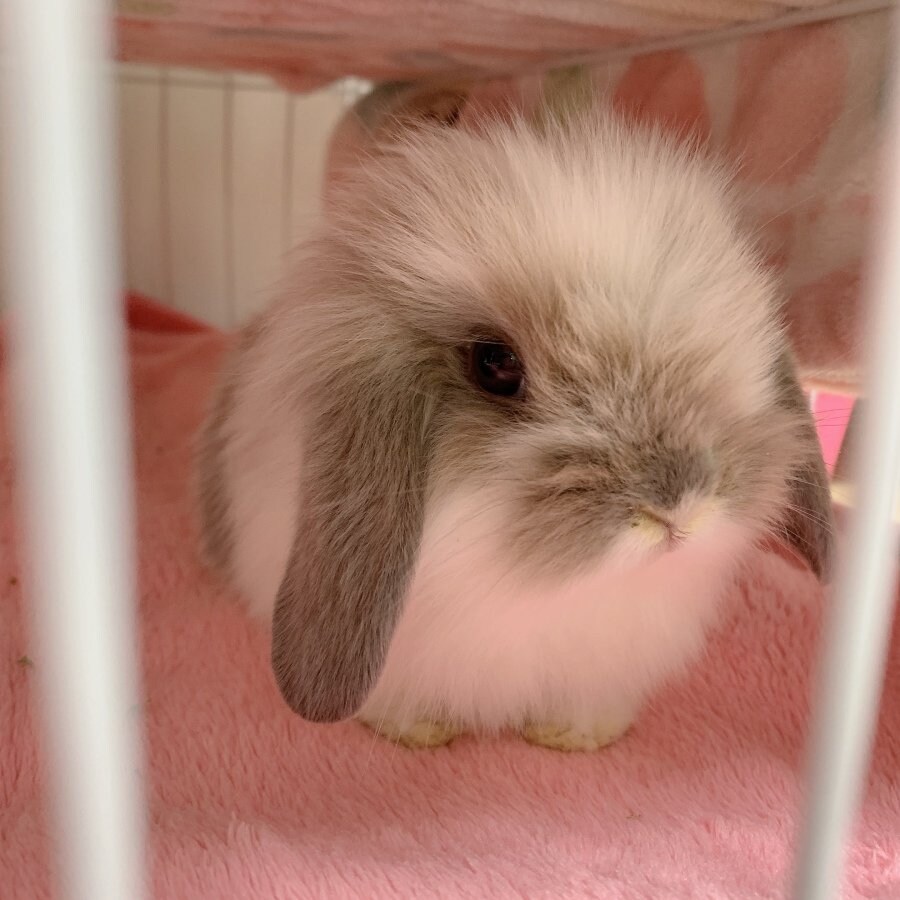 의외로 맹수인 동물들_3.jpg