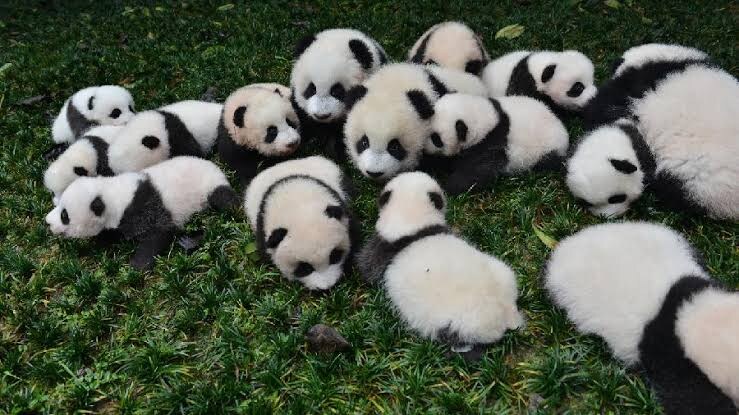 의외로 맹수인 동물들_4.jpg