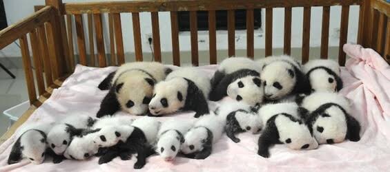 의외로 맹수인 동물들_5.jpg