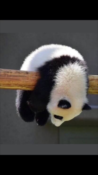 의외로 맹수인 동물들_6.jpg