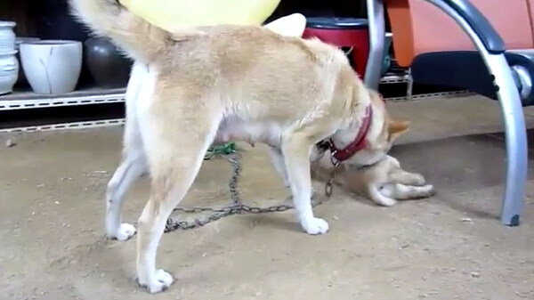 은근히 강아지들에게도 중요하다는 것_1.jpg