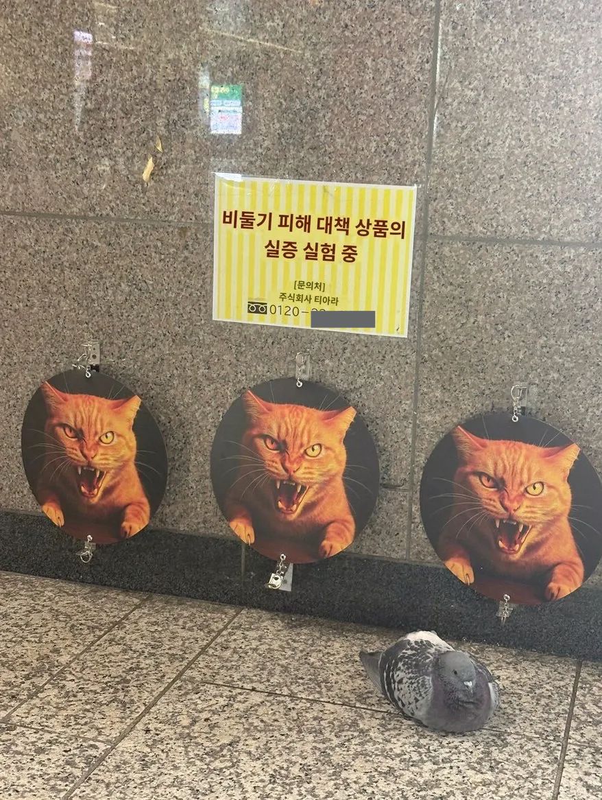 일본의 도심지 비둘기 피해 방지 대책. jpg_2.webp