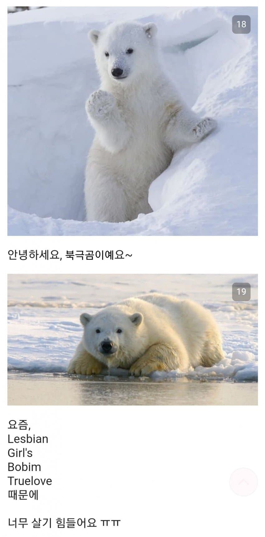 백합의 횡포에 시달리는 북극곰_5.jpg