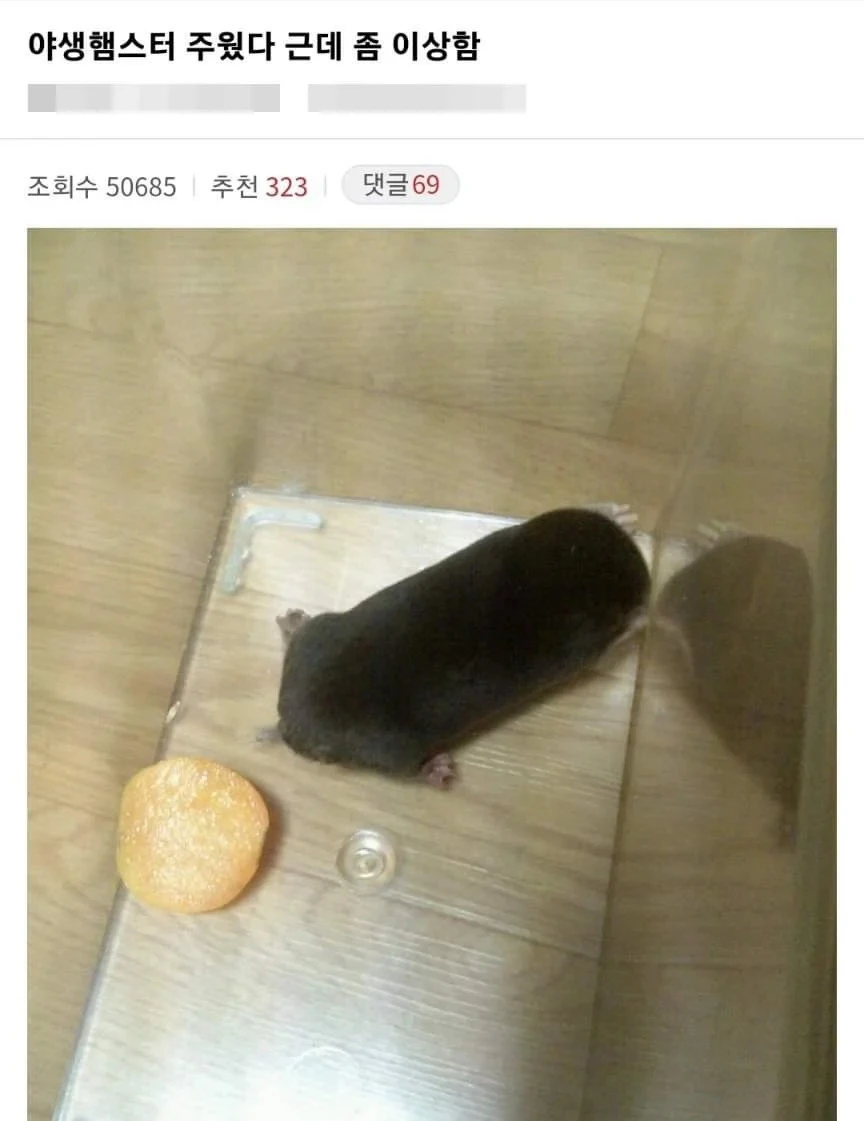 야생 햄스터를 주웠다.jpg_1.webp