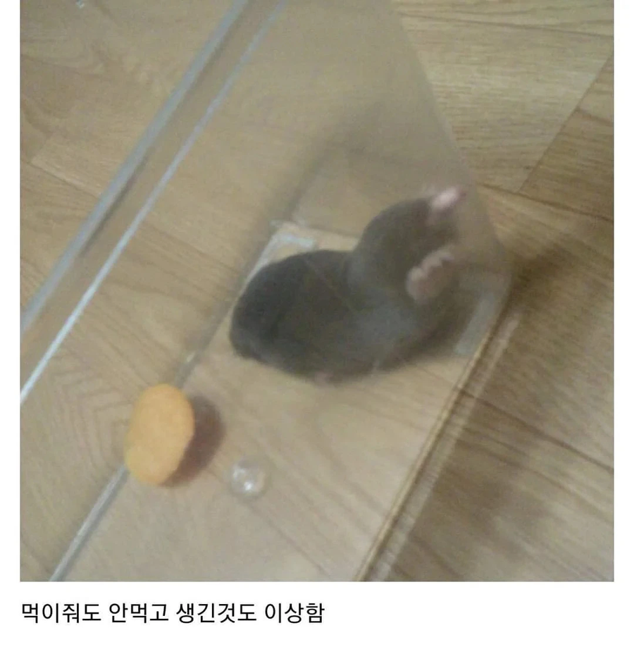 야생 햄스터를 주웠다.jpg_2.webp