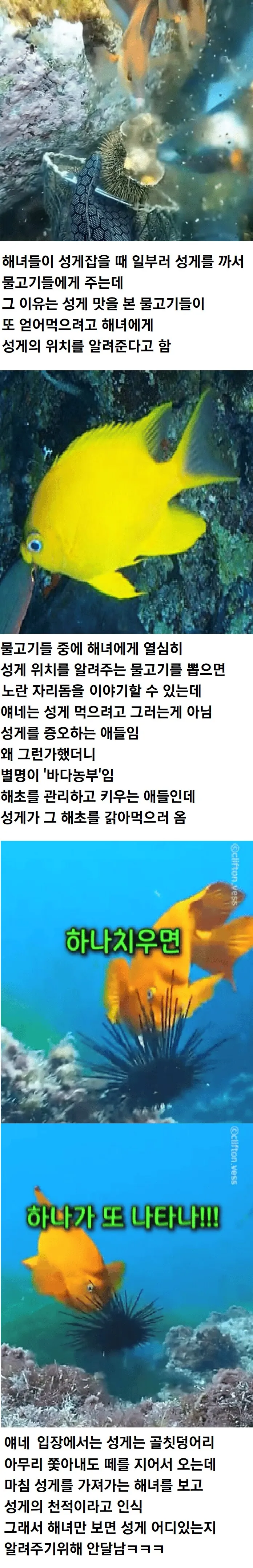 해녀에게 성개 위치 알려주는 물고기.jpg_1.webp