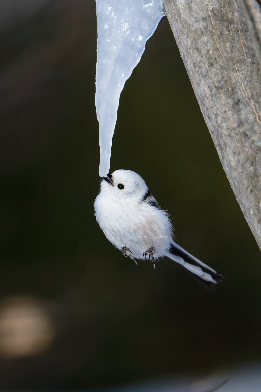고드름을 물어뜯는 맹수.jpg_1.jpg