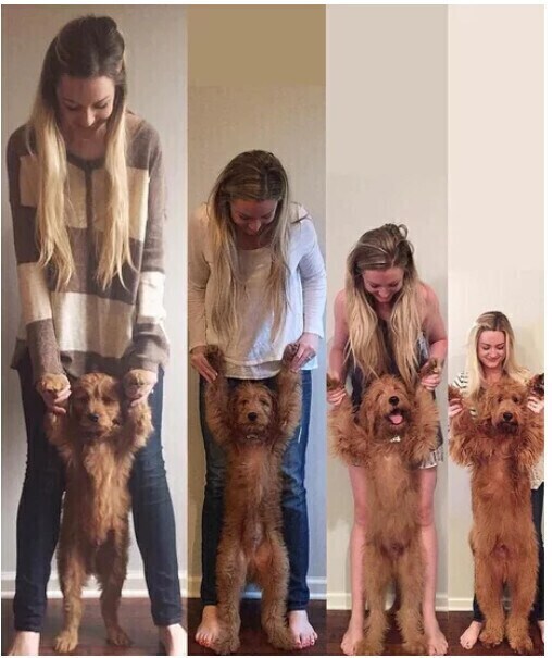 개 기르는 사람들이 종종 걸린다는 병_1.png