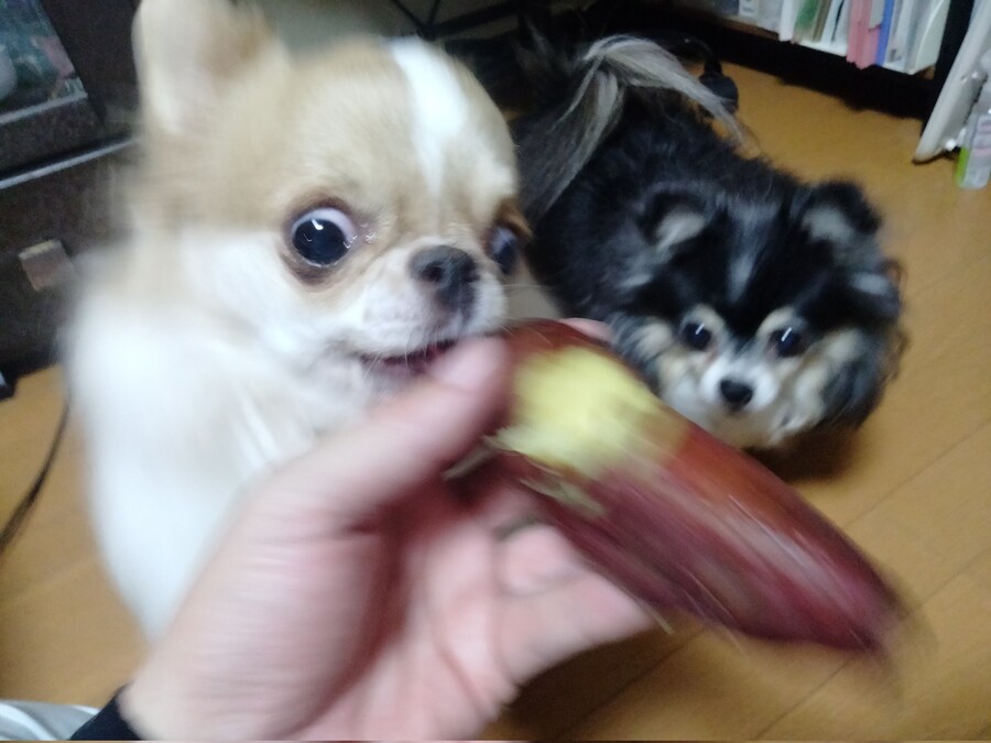 고구마를 본 강아지의 반응.jpg_1.jpg