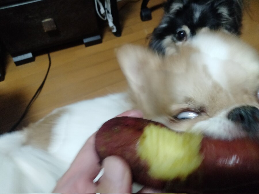 고구마를 본 강아지의 반응.jpg_2.jpg