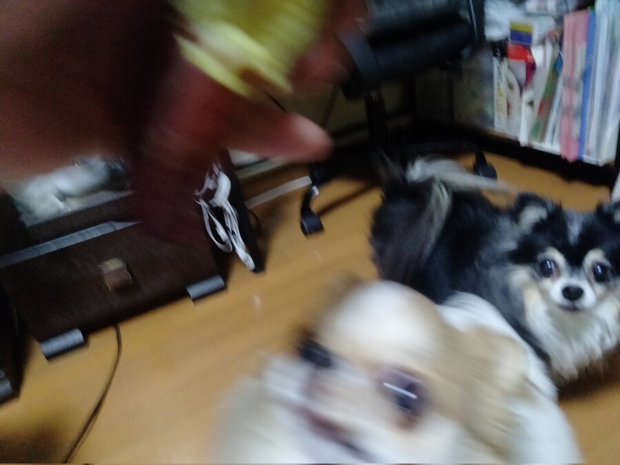 고구마를 본 강아지의 반응.jpg_3.jpg