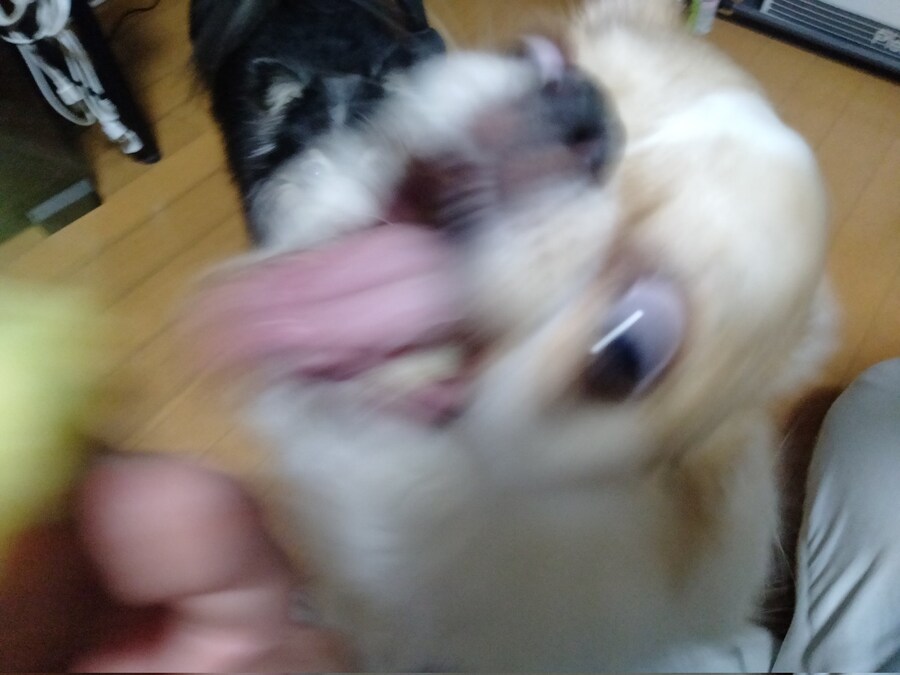 고구마를 본 강아지의 반응.jpg_4.jpg