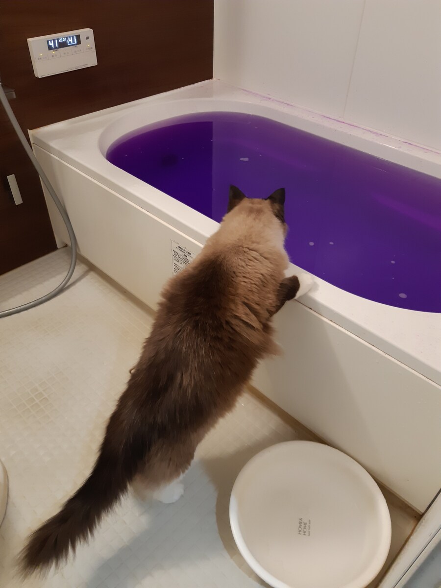 입욕제 탄 욕탕을 본 주인님.jpg_1.jpg