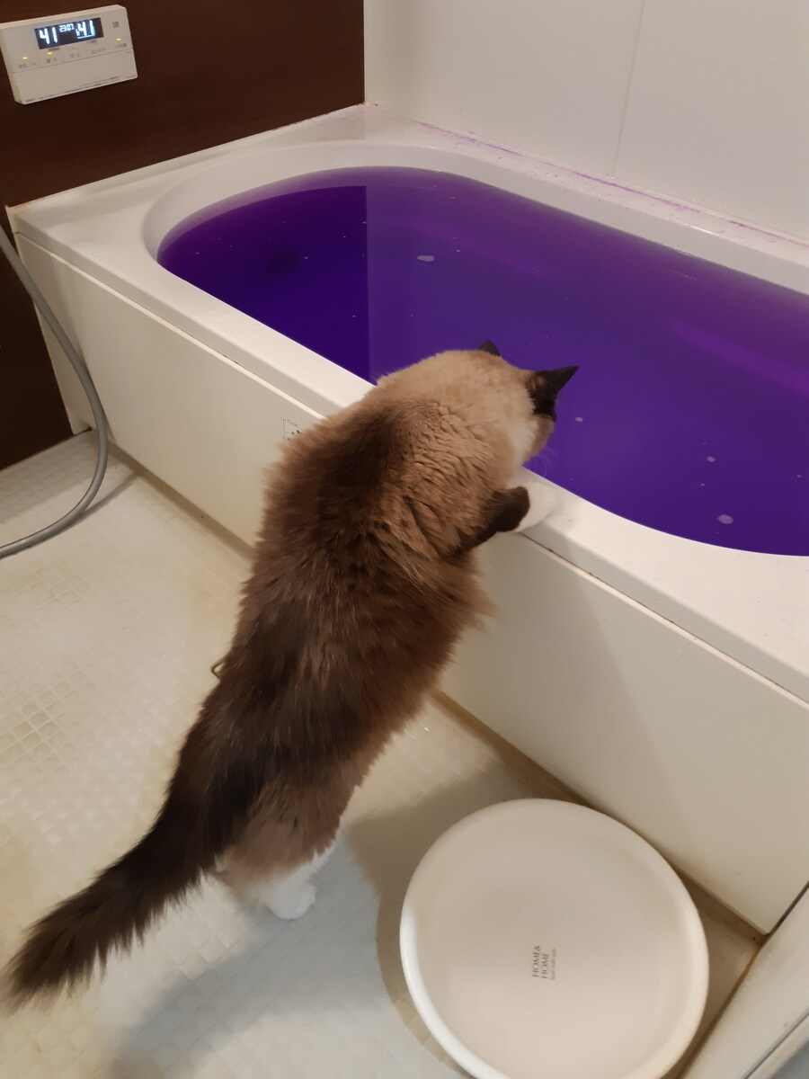 입욕제 탄 욕탕을 본 주인님.jpg_2.jpg