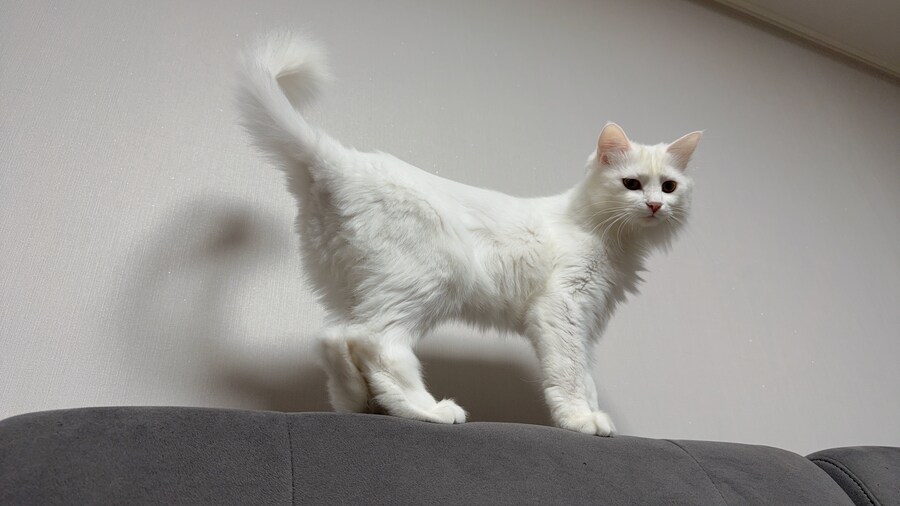 우리집 고양이 특_2.jpg