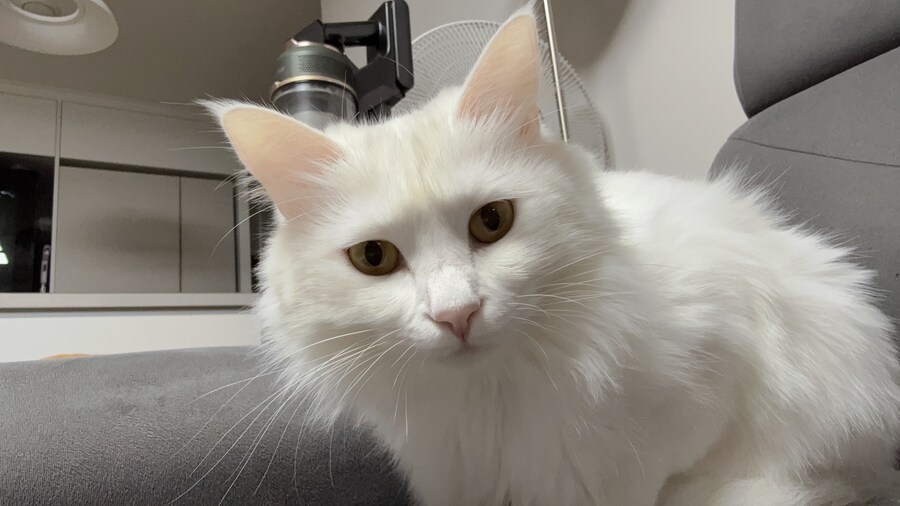 우리집 고양이 특_4.jpg