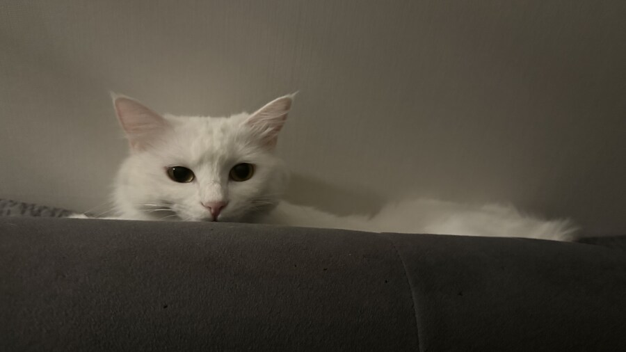 우리집 고양이 특_5.jpg