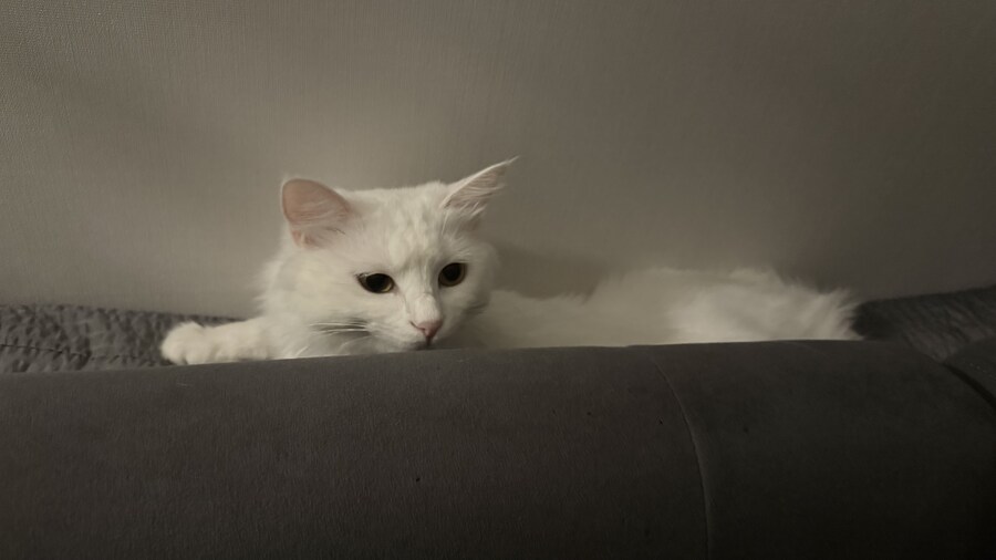 우리집 고양이 특_6.jpg