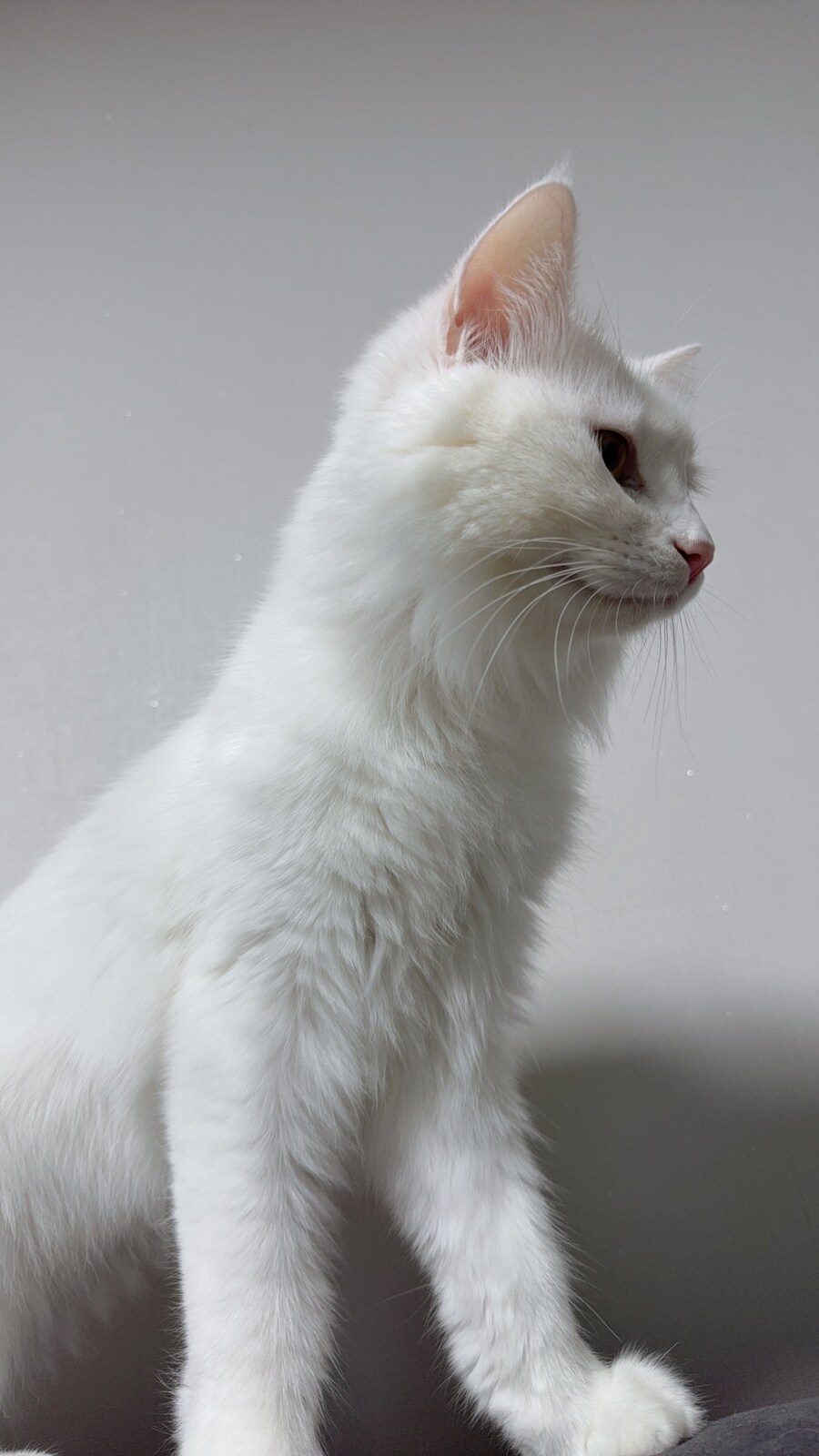 우리집 고양이 특_8.jpg