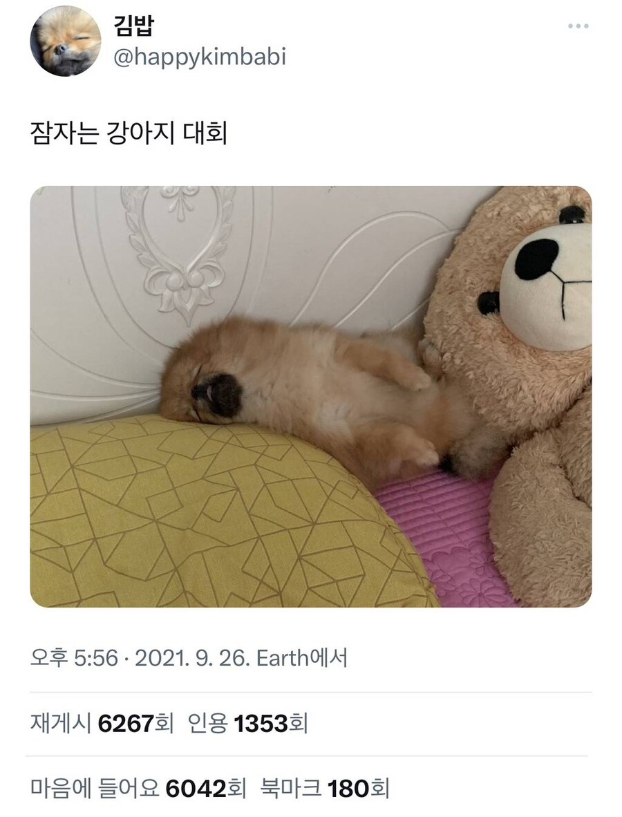 잠 자는 멍뭉이 사진 대회.jpg_1.jpg