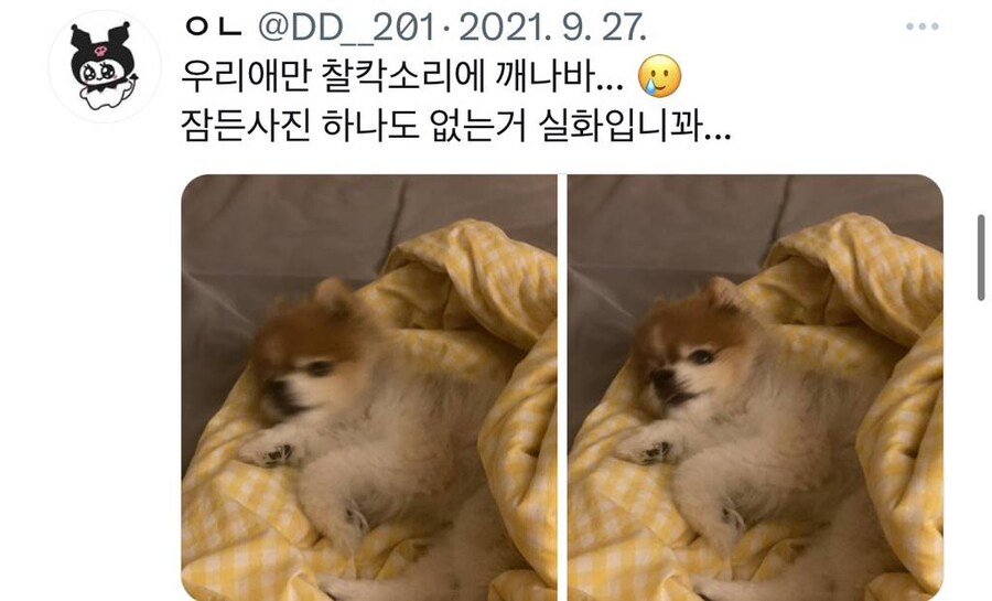 잠 자는 멍뭉이 사진 대회.jpg_4.jpg