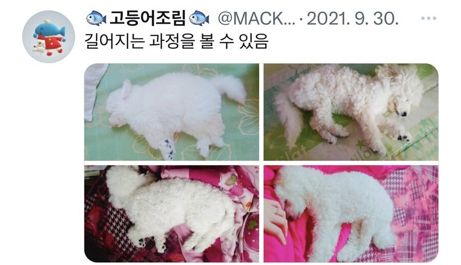 잠 자는 멍뭉이 사진 대회.jpg_8.jpg