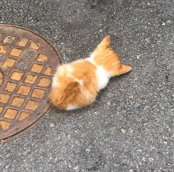 누가 길바닥에 붕어빵 떨구고 감_1.jpg