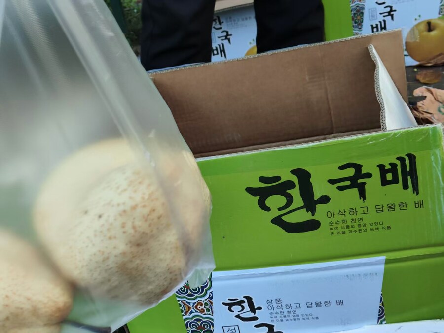 중국으로 수출되는 한국산 배_1.jpg