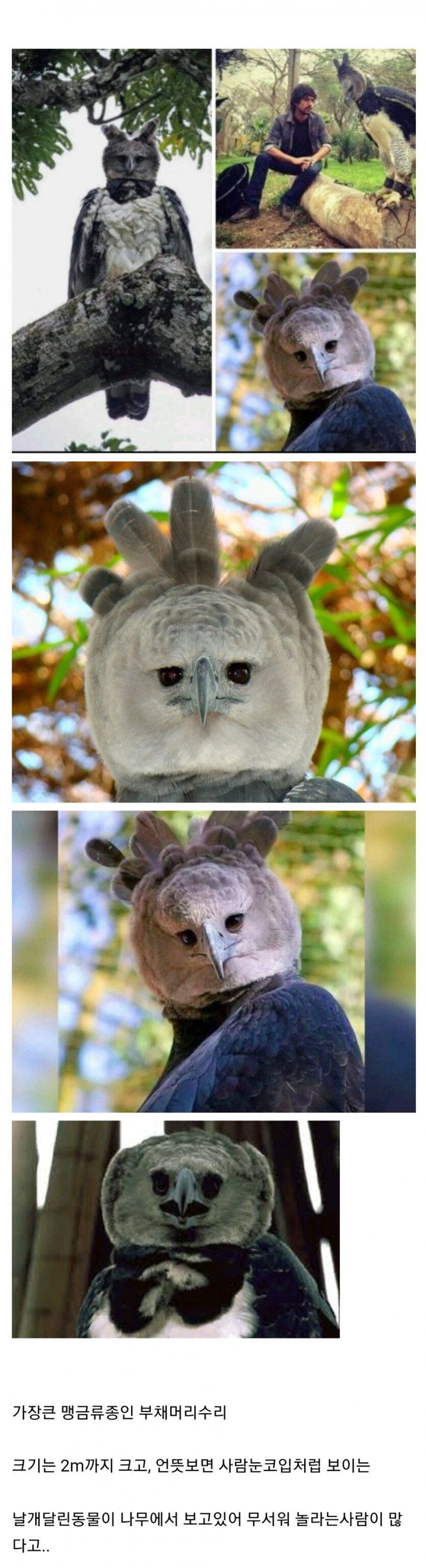 밤에 만나면 기겁하는 동물_1.jpg