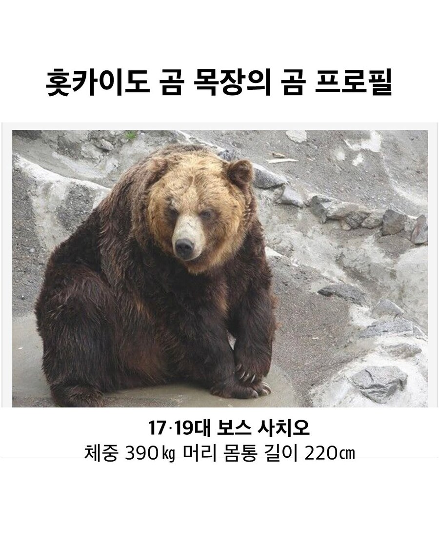 훗카이도 목장 곰의 프로필.jpg_1.jpg