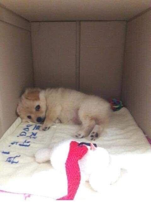 다른 집 분양 보낸 강아지가 집까지 찾아왔어요.jpg_4.jpg