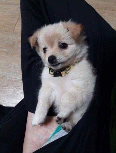 다른 집 분양 보낸 강아지가 집까지 찾아왔어요.jpg_5.jpg