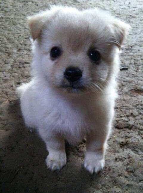 다른 집 분양 보낸 강아지가 집까지 찾아왔어요.jpg_6.jpg