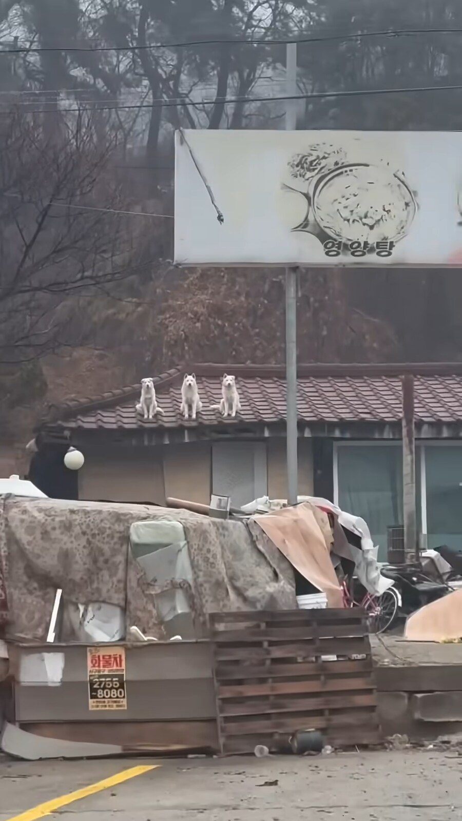 영양탕집 3대장견_2.png