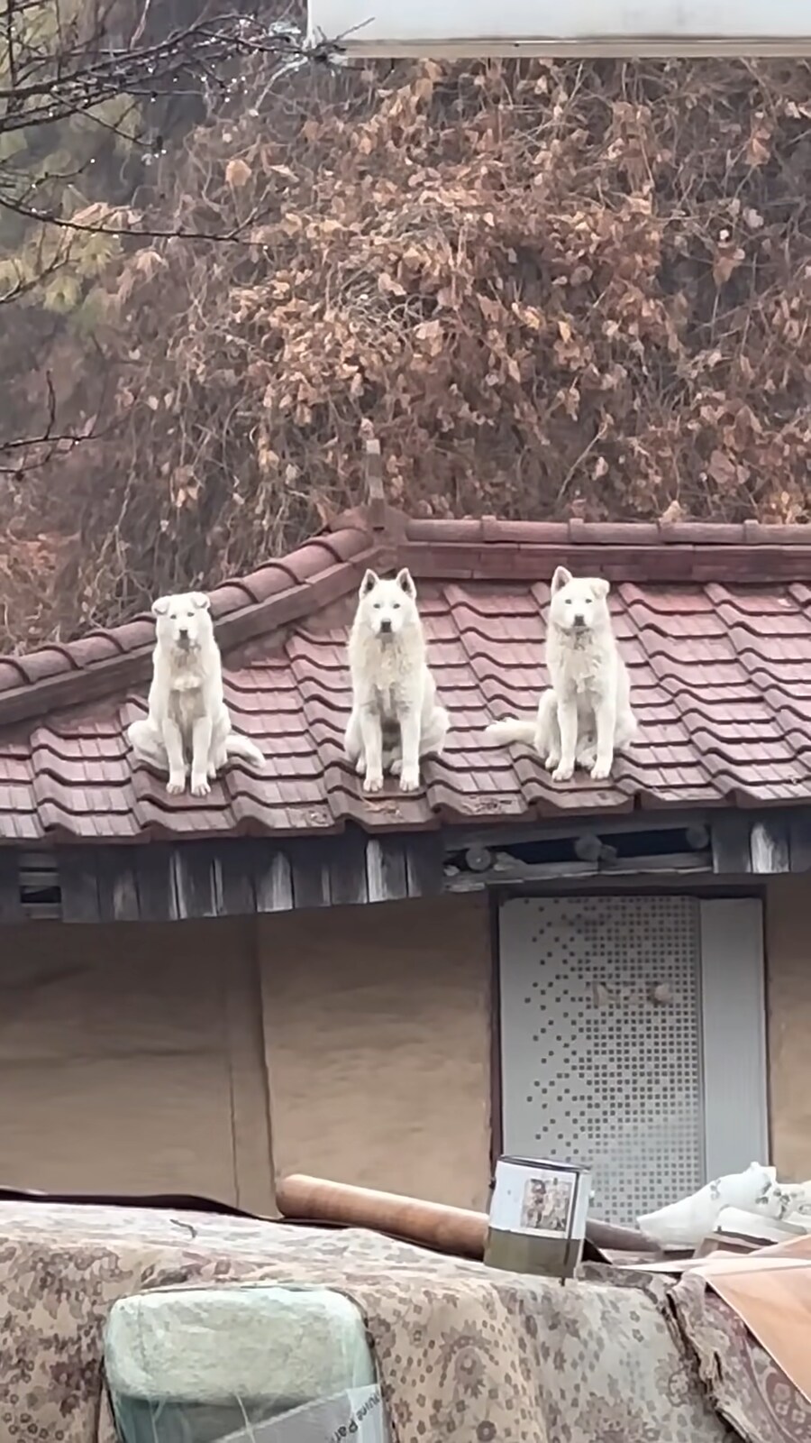 영양탕집 3대장견_3.png