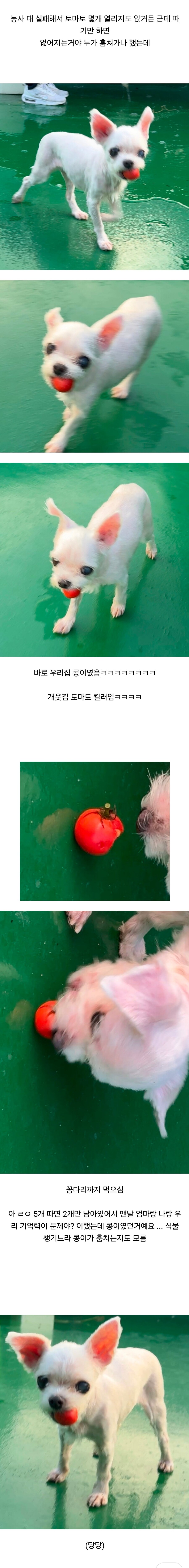옥상정원에서 도마도 훔쳐간 범인 잡음.jpg_1.jpg