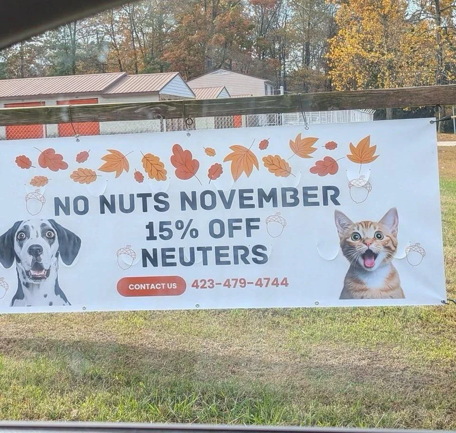 금딸의 11월, 중성화 수술 15% 할인!_1.webp