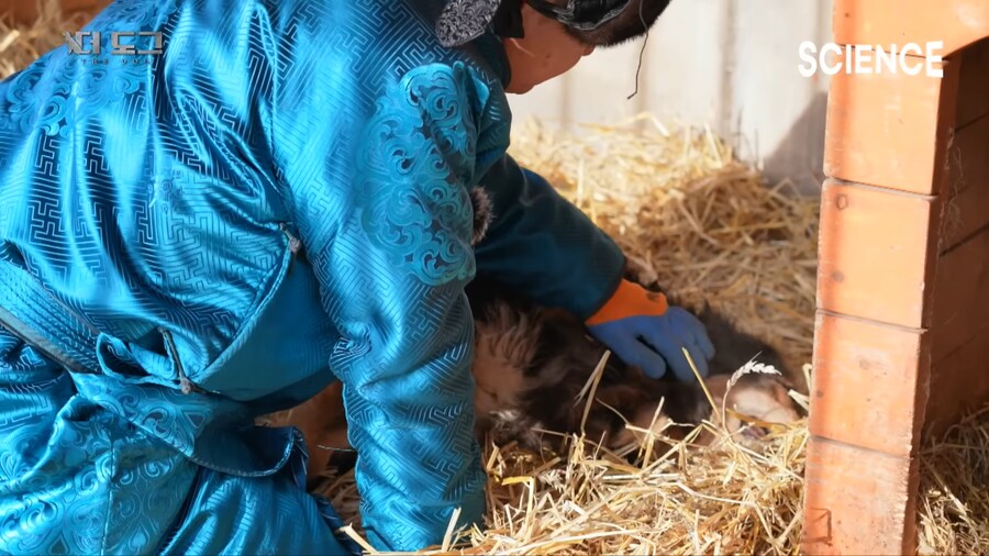 몽골 유목민의 반려견과 이별하는법_1.png