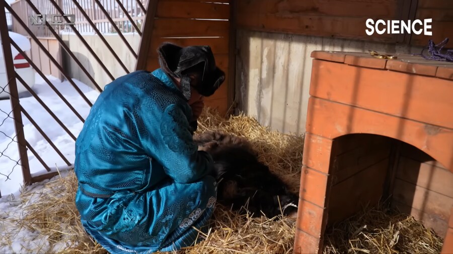 몽골 유목민의 반려견과 이별하는법_2.png