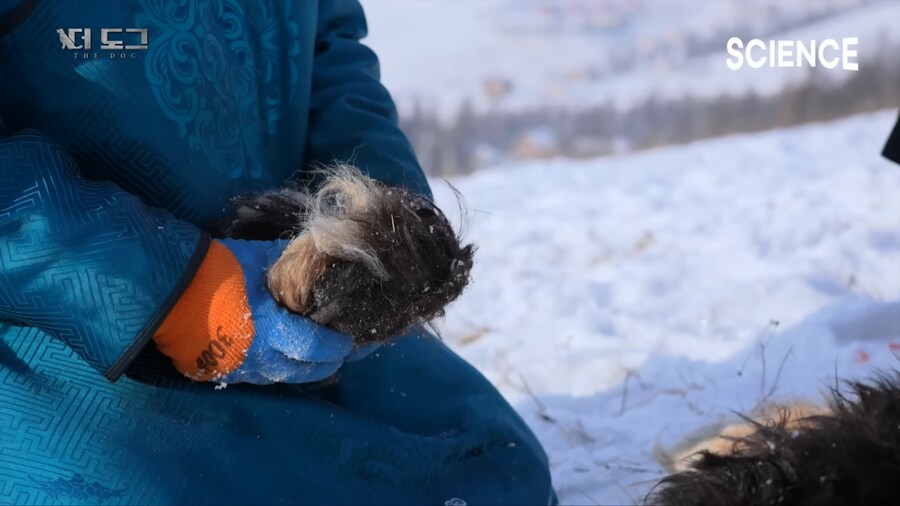 몽골 유목민의 반려견과 이별하는법_17.png