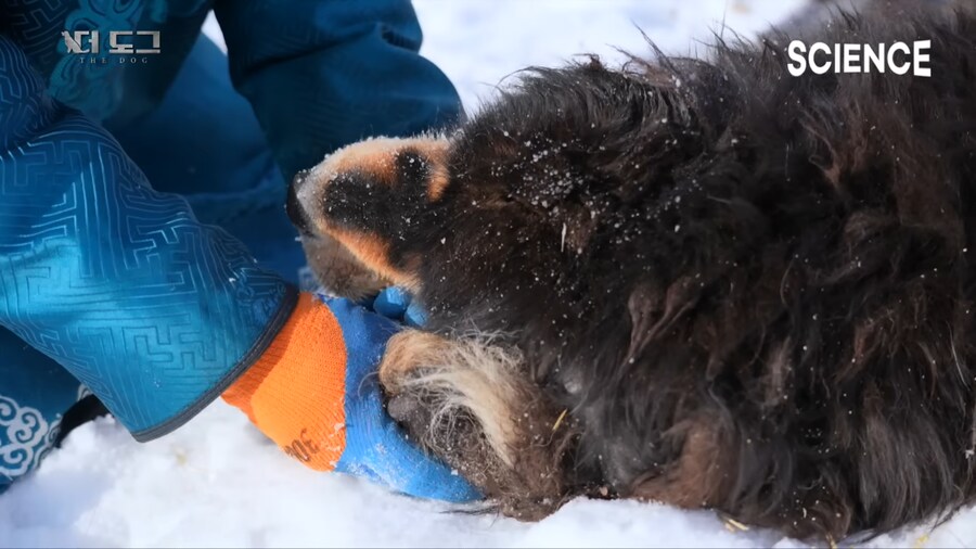 몽골 유목민의 반려견과 이별하는법_18.png