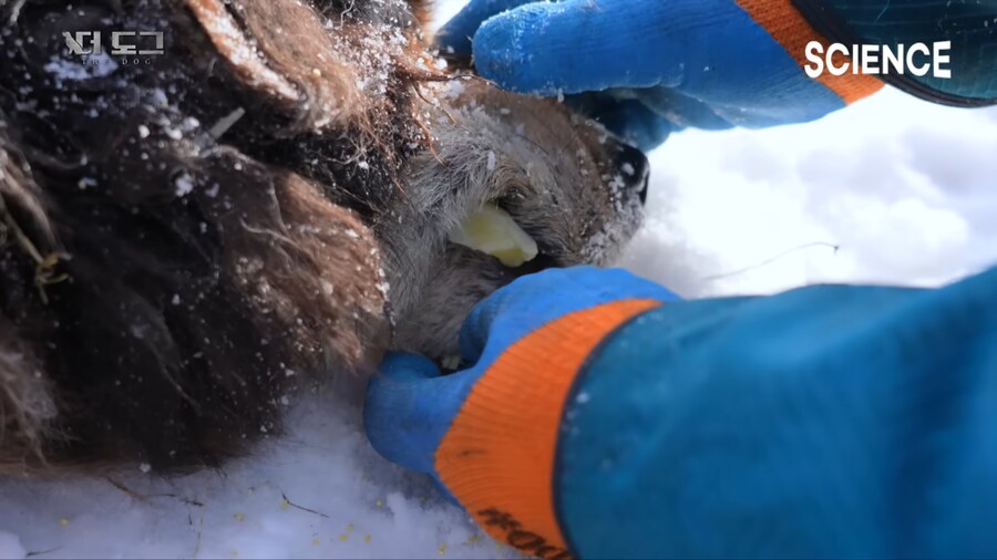 몽골 유목민의 반려견과 이별하는법_19.png